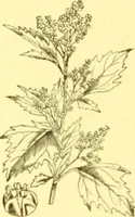 An illustration from Flore pittoresque de la France : anatomie, physiologie, classification, description des plantes indigènes et cultivées au point de vue de l'agriculture, de l'horticulture et de la sylviculture / publiée sous la direction de J. Rothschild. (1885)