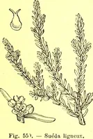 Picture 445 of 757 from Flore pittoresque de la France : anatomie, physiologie, classification, description des plantes indigènes et cultivées au point de vue de l'agriculture, de l'horticulture et de la sylviculture / publiée sous la direction de J. Rothschild. (1885), leaf 376