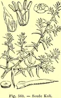 Picture 446 of 757 from Flore pittoresque de la France : anatomie, physiologie, classification, description des plantes indigènes et cultivées au point de vue de l'agriculture, de l'horticulture et de la sylviculture / publiée sous la direction de J. Rothschild. (1885), leaf 376