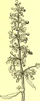 An illustration from Flore pittoresque de la France : anatomie, physiologie, classification, description des plantes indigènes et cultivées au point de vue de l'agriculture, de l'horticulture et de la sylviculture / publiée sous la direction de J. Rothschild. (1885)