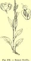 Picture 448 of 757 from Flore pittoresque de la France : anatomie, physiologie, classification, description des plantes indigènes et cultivées au point de vue de l'agriculture, de l'horticulture et de la sylviculture / publiée sous la direction de J. Rothschild. (1885), leaf 376