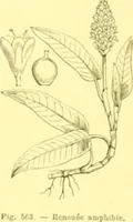 Picture 449 of 757 from Flore pittoresque de la France : anatomie, physiologie, classification, description des plantes indigènes et cultivées au point de vue de l'agriculture, de l'horticulture et de la sylviculture / publiée sous la direction de J. Rothschild. (1885), leaf 377