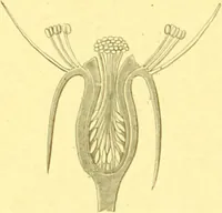 Picture 35 of 757 from Flore pittoresque de la France : anatomie, physiologie, classification, description des plantes indigènes et cultivées au point de vue de l'agriculture, de l'horticulture et de la sylviculture / publiée sous la direction de J. Rothschild. (1885), leaf 38