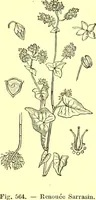 Picture 451 of 757 from Flore pittoresque de la France : anatomie, physiologie, classification, description des plantes indigènes et cultivées au point de vue de l'agriculture, de l'horticulture et de la sylviculture / publiée sous la direction de J. Rothschild. (1885), leaf 380