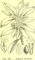Picture 452 of 757 from Flore pittoresque de la France : anatomie, physiologie, classification, description des plantes indigènes et cultivées au point de vue de l'agriculture, de l'horticulture et de la sylviculture / publiée sous la direction de J. Rothschild. (1885), leaf 380