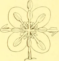An illustration from Flore pittoresque de la France : anatomie, physiologie, classification, description des plantes indigènes et cultivées au point de vue de l'agriculture, de l'horticulture et de la sylviculture / publiée sous la direction de J. Rothschild. (1885)