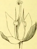 An illustration from Flore pittoresque de la France : anatomie, physiologie, classification, description des plantes indigènes et cultivées au point de vue de l'agriculture, de l'horticulture et de la sylviculture / publiée sous la direction de J. Rothschild. (1885)