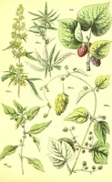 An illustration from Flore pittoresque de la France : anatomie, physiologie, classification, description des plantes indigènes et cultivées au point de vue de l'agriculture, de l'horticulture et de la sylviculture / publiée sous la direction de J. Rothschild. (1885)