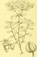 An illustration from Flore pittoresque de la France : anatomie, physiologie, classification, description des plantes indigènes et cultivées au point de vue de l'agriculture, de l'horticulture et de la sylviculture / publiée sous la direction de J. Rothschild. (1885)