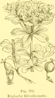 Picture 457 of 757 from Flore pittoresque de la France : anatomie, physiologie, classification, description des plantes indigènes et cultivées au point de vue de l'agriculture, de l'horticulture et de la sylviculture / publiée sous la direction de J. Rothschild. (1885), leaf 383