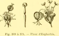 Picture 458 of 757 from Flore pittoresque de la France : anatomie, physiologie, classification, description des plantes indigènes et cultivées au point de vue de l'agriculture, de l'horticulture et de la sylviculture / publiée sous la direction de J. Rothschild. (1885), leaf 383