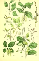 Picture 459 of 757 from Flore pittoresque de la France : anatomie, physiologie, classification, description des plantes indigènes et cultivées au point de vue de l'agriculture, de l'horticulture et de la sylviculture / publiée sous la direction de J. Rothschild. (1885), leaf 384