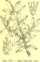 An illustration from Flore pittoresque de la France : anatomie, physiologie, classification, description des plantes indigènes et cultivées au point de vue de l'agriculture, de l'horticulture et de la sylviculture / publiée sous la direction de J. Rothschild. (1885)