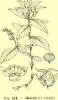Picture 461 of 757 from Flore pittoresque de la France : anatomie, physiologie, classification, description des plantes indigènes et cultivées au point de vue de l'agriculture, de l'horticulture et de la sylviculture / publiée sous la direction de J. Rothschild. (1885), leaf 386