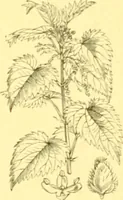 An illustration from Flore pittoresque de la France : anatomie, physiologie, classification, description des plantes indigènes et cultivées au point de vue de l'agriculture, de l'horticulture et de la sylviculture / publiée sous la direction de J. Rothschild. (1885)