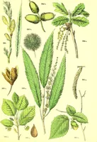 An illustration from Flore pittoresque de la France : anatomie, physiologie, classification, description des plantes indigènes et cultivées au point de vue de l'agriculture, de l'horticulture et de la sylviculture / publiée sous la direction de J. Rothschild. (1885)