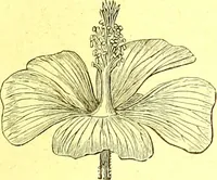 Picture 36 of 757 from Flore pittoresque de la France : anatomie, physiologie, classification, description des plantes indigènes et cultivées au point de vue de l'agriculture, de l'horticulture et de la sylviculture / publiée sous la direction de J. Rothschild. (1885), leaf 39