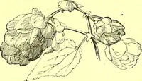 An illustration from Flore pittoresque de la France : anatomie, physiologie, classification, description des plantes indigènes et cultivées au point de vue de l'agriculture, de l'horticulture et de la sylviculture / publiée sous la direction de J. Rothschild. (1885)