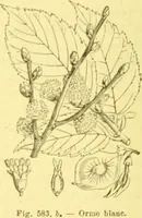 Picture 466 of 757 from Flore pittoresque de la France : anatomie, physiologie, classification, description des plantes indigènes et cultivées au point de vue de l'agriculture, de l'horticulture et de la sylviculture / publiée sous la direction de J. Rothschild. (1885), leaf 391