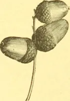 An illustration from Flore pittoresque de la France : anatomie, physiologie, classification, description des plantes indigènes et cultivées au point de vue de l'agriculture, de l'horticulture et de la sylviculture / publiée sous la direction de J. Rothschild. (1885)