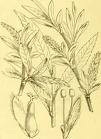 An illustration from Flore pittoresque de la France : anatomie, physiologie, classification, description des plantes indigènes et cultivées au point de vue de l'agriculture, de l'horticulture et de la sylviculture / publiée sous la direction de J. Rothschild. (1885)