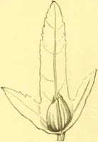 An illustration from Flore pittoresque de la France : anatomie, physiologie, classification, description des plantes indigènes et cultivées au point de vue de l'agriculture, de l'horticulture et de la sylviculture / publiée sous la direction de J. Rothschild. (1885)
