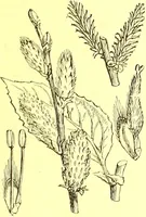 An illustration from Flore pittoresque de la France : anatomie, physiologie, classification, description des plantes indigènes et cultivées au point de vue de l'agriculture, de l'horticulture et de la sylviculture / publiée sous la direction de J. Rothschild. (1885)