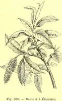 Picture 473 of 757 from Flore pittoresque de la France : anatomie, physiologie, classification, description des plantes indigènes et cultivées au point de vue de l'agriculture, de l'horticulture et de la sylviculture / publiée sous la direction de J. Rothschild. (1885), leaf 396