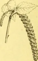 An illustration from Flore pittoresque de la France : anatomie, physiologie, classification, description des plantes indigènes et cultivées au point de vue de l'agriculture, de l'horticulture et de la sylviculture / publiée sous la direction de J. Rothschild. (1885)