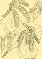 Picture 475 of 757 from Flore pittoresque de la France : anatomie, physiologie, classification, description des plantes indigènes et cultivées au point de vue de l'agriculture, de l'horticulture et de la sylviculture / publiée sous la direction de J. Rothschild. (1885), leaf 397