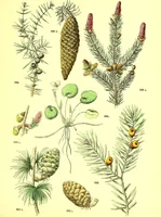 An illustration from Flore pittoresque de la France : anatomie, physiologie, classification, description des plantes indigènes et cultivées au point de vue de l'agriculture, de l'horticulture et de la sylviculture / publiée sous la direction de J. Rothschild. (1885)
