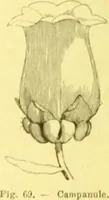 Picture 37 of 757 from Flore pittoresque de la France : anatomie, physiologie, classification, description des plantes indigènes et cultivées au point de vue de l'agriculture, de l'horticulture et de la sylviculture / publiée sous la direction de J. Rothschild. (1885), leaf 40
