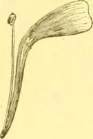 An illustration from Flore pittoresque de la France : anatomie, physiologie, classification, description des plantes indigènes et cultivées au point de vue de l'agriculture, de l'horticulture et de la sylviculture / publiée sous la direction de J. Rothschild. (1885)