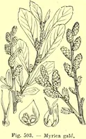 Picture 477 of 757 from Flore pittoresque de la France : anatomie, physiologie, classification, description des plantes indigènes et cultivées au point de vue de l'agriculture, de l'horticulture et de la sylviculture / publiée sous la direction de J. Rothschild. (1885), leaf 400