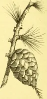 An illustration from Flore pittoresque de la France : anatomie, physiologie, classification, description des plantes indigènes et cultivées au point de vue de l'agriculture, de l'horticulture et de la sylviculture / publiée sous la direction de J. Rothschild. (1885)