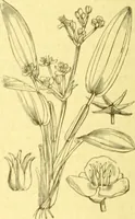 An illustration from Flore pittoresque de la France : anatomie, physiologie, classification, description des plantes indigènes et cultivées au point de vue de l'agriculture, de l'horticulture et de la sylviculture / publiée sous la direction de J. Rothschild. (1885)