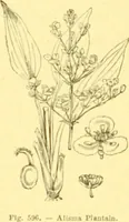 Picture 481 of 757 from Flore pittoresque de la France : anatomie, physiologie, classification, description des plantes indigènes et cultivées au point de vue de l'agriculture, de l'horticulture et de la sylviculture / publiée sous la direction de J. Rothschild. (1885), leaf 403