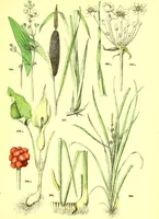 Picture 482 of 757 from Flore pittoresque de la France : anatomie, physiologie, classification, description des plantes indigènes et cultivées au point de vue de l'agriculture, de l'horticulture et de la sylviculture / publiée sous la direction de J. Rothschild. (1885), leaf 404