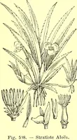 An illustration from Flore pittoresque de la France : anatomie, physiologie, classification, description des plantes indigènes et cultivées au point de vue de l'agriculture, de l'horticulture et de la sylviculture / publiée sous la direction de J. Rothschild. (1885)