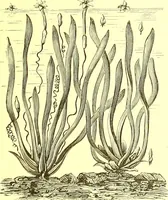 An illustration from Flore pittoresque de la France : anatomie, physiologie, classification, description des plantes indigènes et cultivées au point de vue de l'agriculture, de l'horticulture et de la sylviculture / publiée sous la direction de J. Rothschild. (1885)