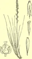 Picture 485 of 757 from Flore pittoresque de la France : anatomie, physiologie, classification, description des plantes indigènes et cultivées au point de vue de l'agriculture, de l'horticulture et de la sylviculture / publiée sous la direction de J. Rothschild. (1885), leaf 406