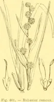 Picture 486 of 757 from Flore pittoresque de la France : anatomie, physiologie, classification, description des plantes indigènes et cultivées au point de vue de l'agriculture, de l'horticulture et de la sylviculture / publiée sous la direction de J. Rothschild. (1885), leaf 407