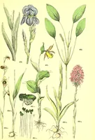 Picture 487 of 757 from Flore pittoresque de la France : anatomie, physiologie, classification, description des plantes indigènes et cultivées au point de vue de l'agriculture, de l'horticulture et de la sylviculture / publiée sous la direction de J. Rothschild. (1885), leaf 408