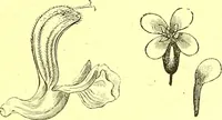 An illustration from Flore pittoresque de la France : anatomie, physiologie, classification, description des plantes indigènes et cultivées au point de vue de l'agriculture, de l'horticulture et de la sylviculture / publiée sous la direction de J. Rothschild. (1885)