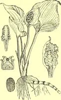 Picture 488 of 757 from Flore pittoresque de la France : anatomie, physiologie, classification, description des plantes indigènes et cultivées au point de vue de l'agriculture, de l'horticulture et de la sylviculture / publiée sous la direction de J. Rothschild. (1885), leaf 410