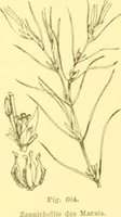 Picture 489 of 757 from Flore pittoresque de la France : anatomie, physiologie, classification, description des plantes indigènes et cultivées au point de vue de l'agriculture, de l'horticulture et de la sylviculture / publiée sous la direction de J. Rothschild. (1885), leaf 411