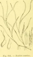 An illustration from Flore pittoresque de la France : anatomie, physiologie, classification, description des plantes indigènes et cultivées au point de vue de l'agriculture, de l'horticulture et de la sylviculture / publiée sous la direction de J. Rothschild. (1885)