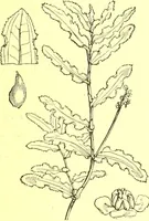 An illustration from Flore pittoresque de la France : anatomie, physiologie, classification, description des plantes indigènes et cultivées au point de vue de l'agriculture, de l'horticulture et de la sylviculture / publiée sous la direction de J. Rothschild. (1885)