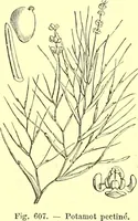 Picture 492 of 757 from Flore pittoresque de la France : anatomie, physiologie, classification, description des plantes indigènes et cultivées au point de vue de l'agriculture, de l'horticulture et de la sylviculture / publiée sous la direction de J. Rothschild. (1885), leaf 412