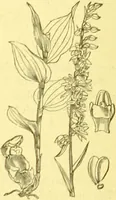 An illustration from Flore pittoresque de la France : anatomie, physiologie, classification, description des plantes indigènes et cultivées au point de vue de l'agriculture, de l'horticulture et de la sylviculture / publiée sous la direction de J. Rothschild. (1885)